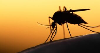 Cum se transmite malaria? Simptome și opțiuni de tratament pentru malarie