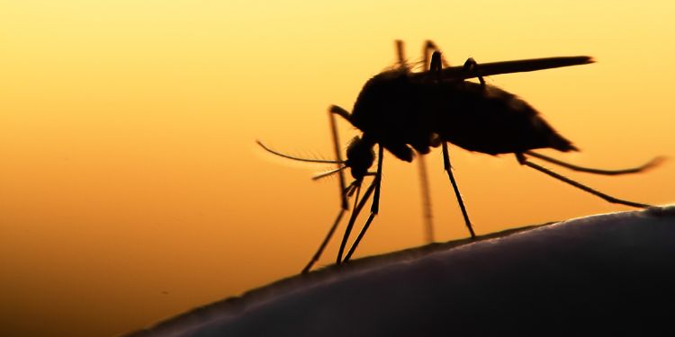 Cum se transmite malaria? Simptome și opțiuni de tratament pentru malarie