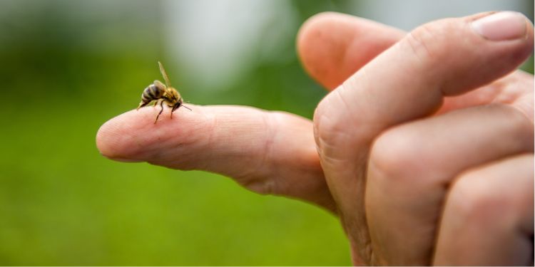 Înţepătura de albină. Cum o recunoașteţi. Ce tratamente aplicaţi