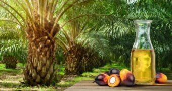 Consumul de ulei de palmier și impactul său asupra sănătății