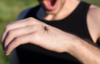 Cum să recunoașteți și să tratați mușcătura de păianjen