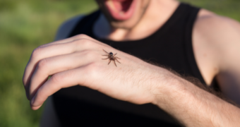 Cum să recunoașteți și să tratați mușcătura de păianjen