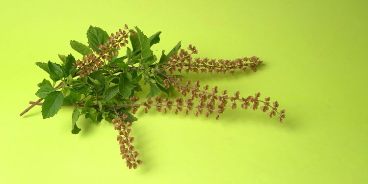 ceaiuri pentru pancreas, pancreas, aloe vera, turmeric, armurariu,  tulsi, busuioc sfant,