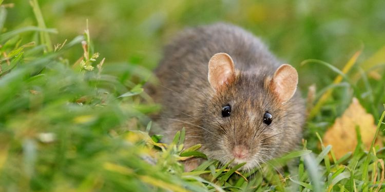 infectia cu hantavirus cauze si factori de risc, cum se transmite infectia cu hantavirus, infectia cu hantavirus simptome si manifestari,